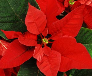 flor-pascua