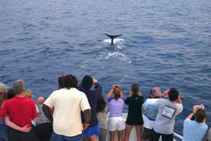 caribe dominica