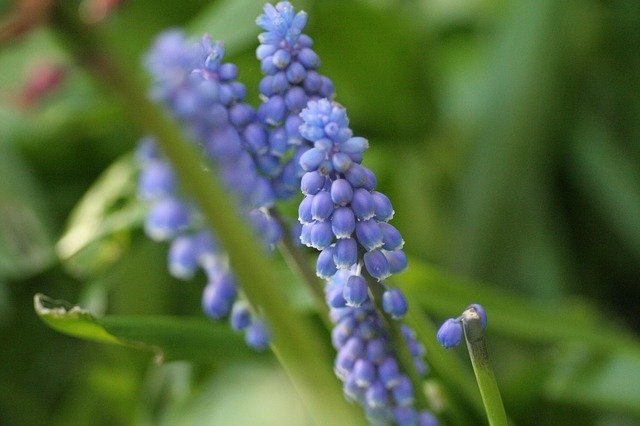 jacintos