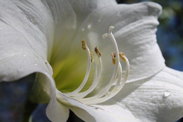 amarilis flor amarilis flor