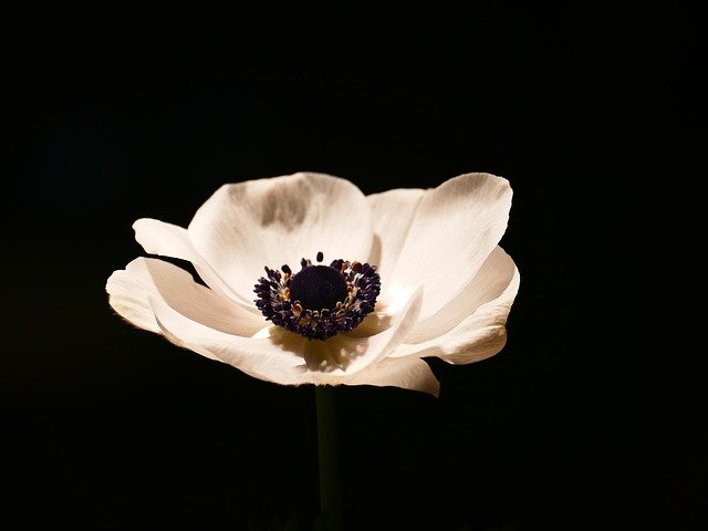 anemona flor