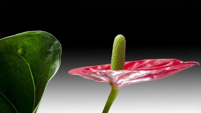 Anthurium flores Anthurium flor