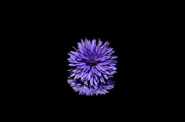 Aster flor Aster flor