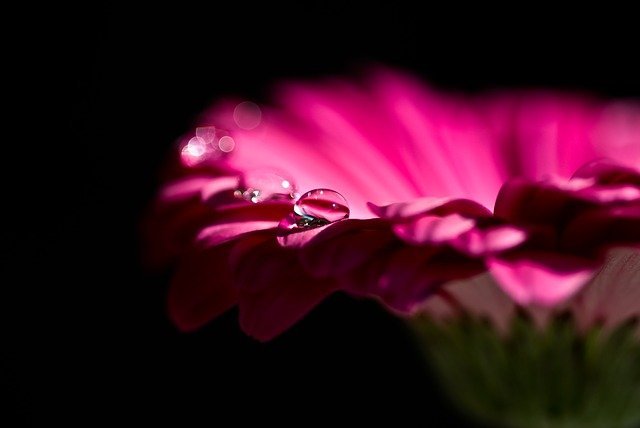 gerbera