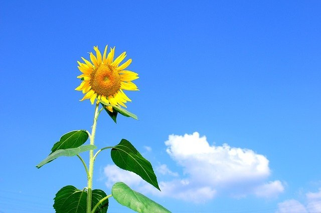 girasoles girasol