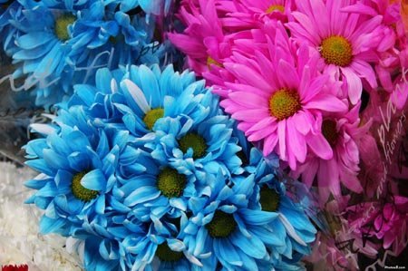 ramos de flores